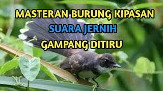 Masteran Suara Burung Kipasan || suara jernih dengan jeda 1 menit