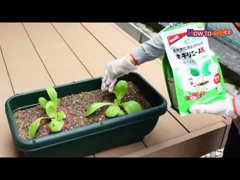 野菜の病害虫対策【コメリHowtoなび】