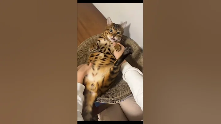 Video 11711851: cat pets cute animals, cats funny pets animals