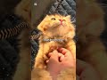 My kitty #fypシ゚viral 