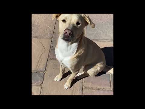 Pets of Ventana Ranch: Tottie