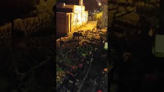 Wild Boars In Haifa April 2021