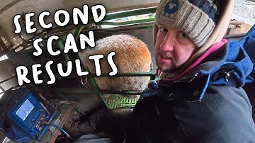 Our early lambing ewes wont break any records… and I finish that water trough 😅