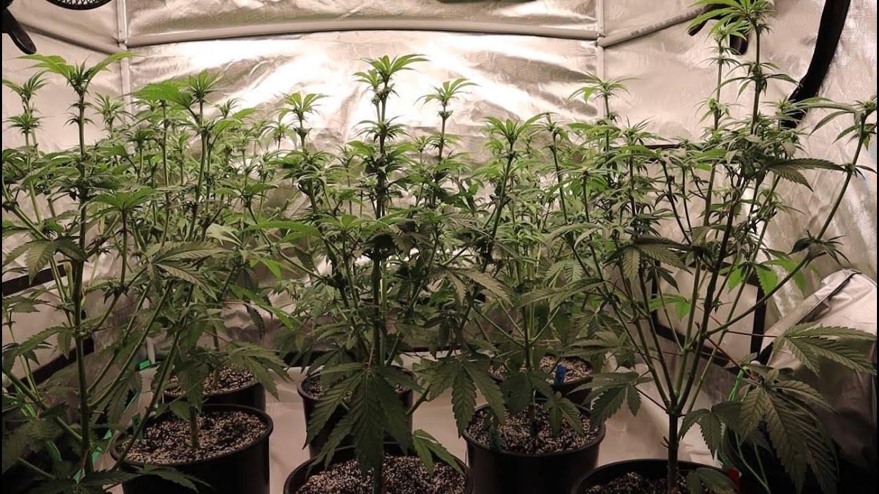 Exotic Genetix Red Pop Pheno Hunt Week 2 Flower