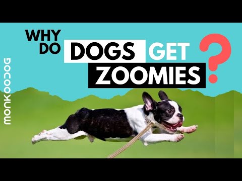 Video: Vai Jūsu suns iegūst “Zoomies”? Lūk, ko tas nozīmē