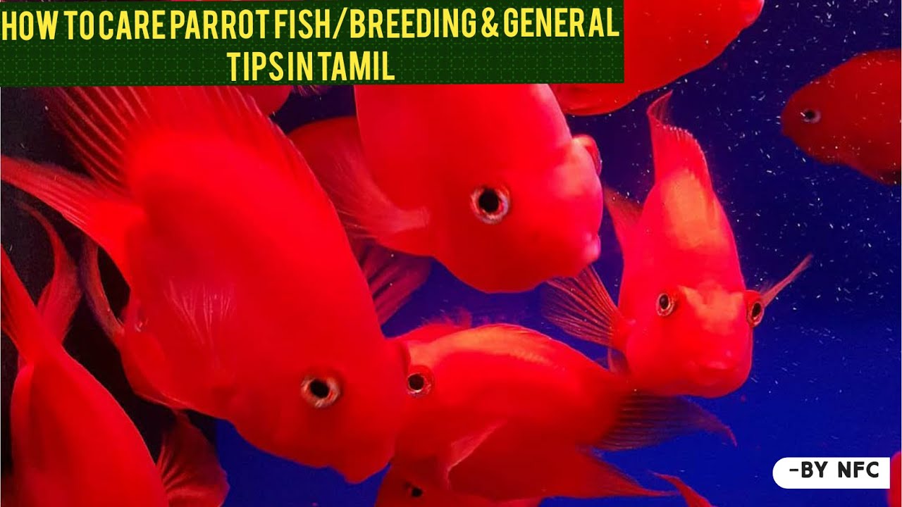 HOW TO CARE PARROT FISH/BREEDING AND GENERAL TIPS IN TAMIL