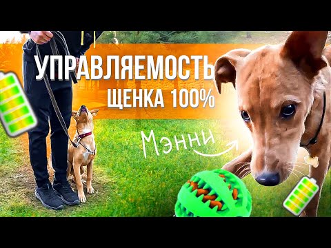 ДРЕССИРОВКА ЩЕНКА МЭННИ 