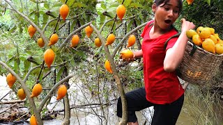 Beautiful girls picking seda fruit at river - The girls eating natural fruit