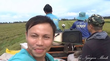 BẮT CHUỘT ĐỒNG MIỀN TÂY MÙA GẶT LÚA