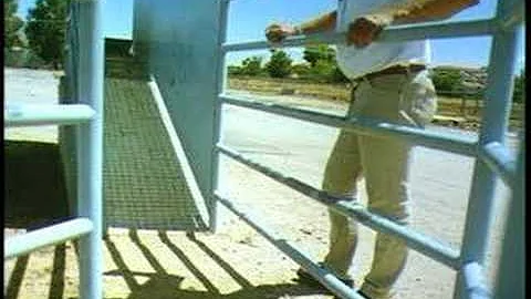 Cattle Behavior and Handling