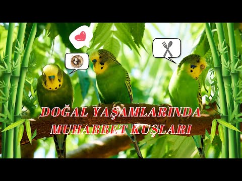 MUHABBET KUŞU ÖZELLİKLERİ NELERDİR  - Vahşi Yaşamda Muhabbet Kuşları