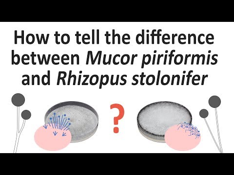 #004 How to tell the difference between Mucor piriformis and Rhizopus stolonifer