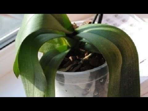 Vídeo: Por que minha orquídea está perdendo folhas - O que fazer quando uma orquídea está soltando folhas