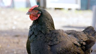 Chickens Our Favorite Compost Workers