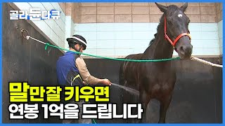 60세 정년까지 보장되는 신의 직장, 고연봉 유망직종 '마필관리사'┃상여금과 상금에 따라 최고 연봉이 무려 1억 원┃경주마의 숨은 조력자┃극한직업┃#골라듄다큐