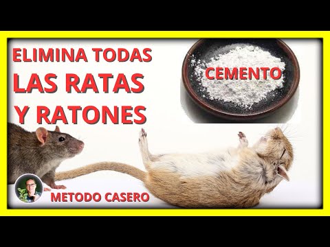Video: ¿Cómo deshacerse de las ratas en un gallinero sin usar veneno?