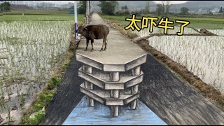 把马路画断了，牛看到会有啥反应#3d