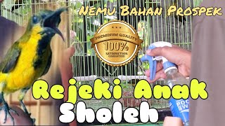 TIPS : Nemu Sogon di Ombyokan Calon Mewah / Sudah Aktif Bunyi