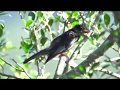 4K Black bulbul (Hypsipetes leucocephalus) シロガシラクロヒヨドリ