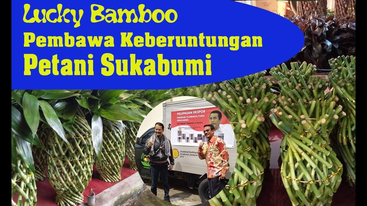  Ekspor Bambu  Hoki dari Sukabumi YouTube