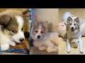 【保健所からお迎えした野犬の子犬】2年間の成長記録〜最愛の兄犬を失い元気をなくした妹犬が、頼もしい姉犬になるまで〜