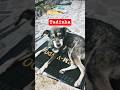 Ele fica de prontidão na porta da casa ( Cadelinha)
