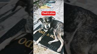 Ele fica de prontidão na porta da casa ( Cadelinha)