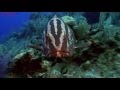 Coral Reef History