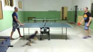 Gighen &#39;rompe la palla&#39; mentre si gioca a ping pon