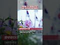 제헌절 다시 공휴일 된다 공휴일법 개정안 발의 제헌절 다시 공휴일 된다 공휴일법 개정안 발의