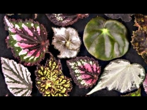 Video: Begonien mit Botrytis-Pilz: Behandlung von Begonia Botrytis in Pflanzen
