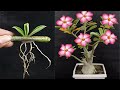 How to cut Adenium flowers with bananas // How to grow Adenium flower unique style // Adenium plant
