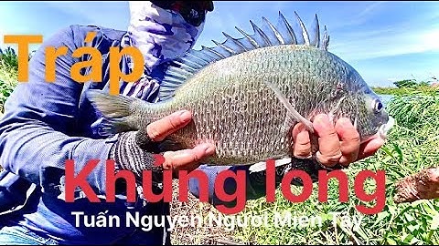 Đại chiến với cá tráp khủng Long ở đầm gò công (câu cá thiên nhiên).