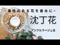 【沈丁花のアンフルラージュ】精油にならない花を伝統技法で抽出