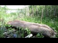 Download (77) В поисках долблёной лодки - комяги. (77) В поисках долблёной лодки - комяги.