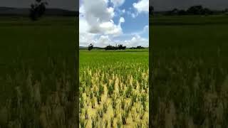 My Village Rice Fields (Naragoda - Odisha)