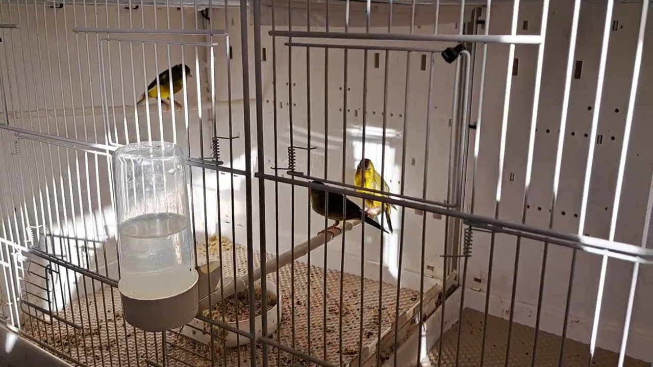 Обновление информации о проекте Raza. Чистка и перемещение птиц.