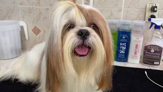 Shampoo para Shih Tzu | Recomendación | La Casita de los Shih Tzu