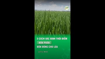 Ba cách xác định thời điểm bón phân đón đòng cho lúa