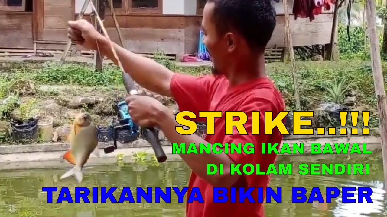 MENIKMATI SENSASI TARIKAN IKAN BAWAL DI KOLAM SAMPING RUMAH 