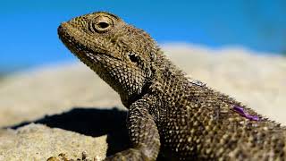 видео: Маңғыстау туралы түсірілген деректі фильм картинка: Маңғыстау туралы түсірілген деректі фильм