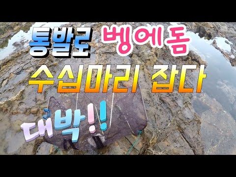 통발로 벵에돔 잡다~Opaleye Fishing