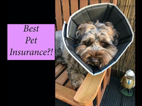 pets insurance