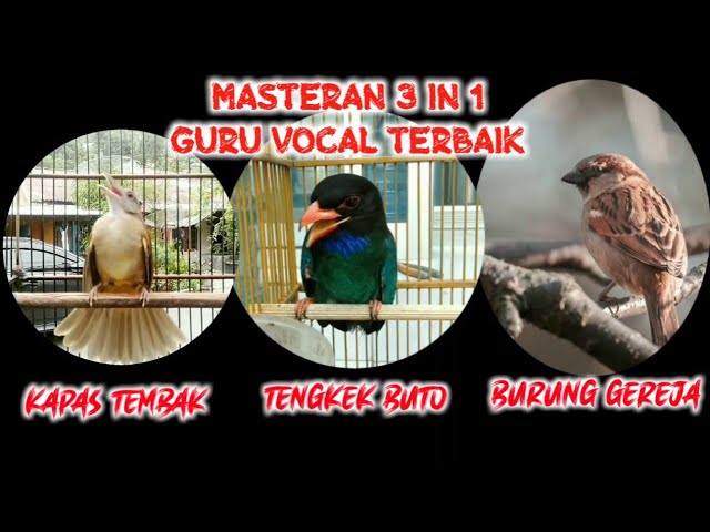 MASTERAN SUARA BURUNG KAPAS TEMBAK, TENGKEK BUTO, GEREJA, 3 IN 1 - GURU VOCAL TERFAVORIT class=