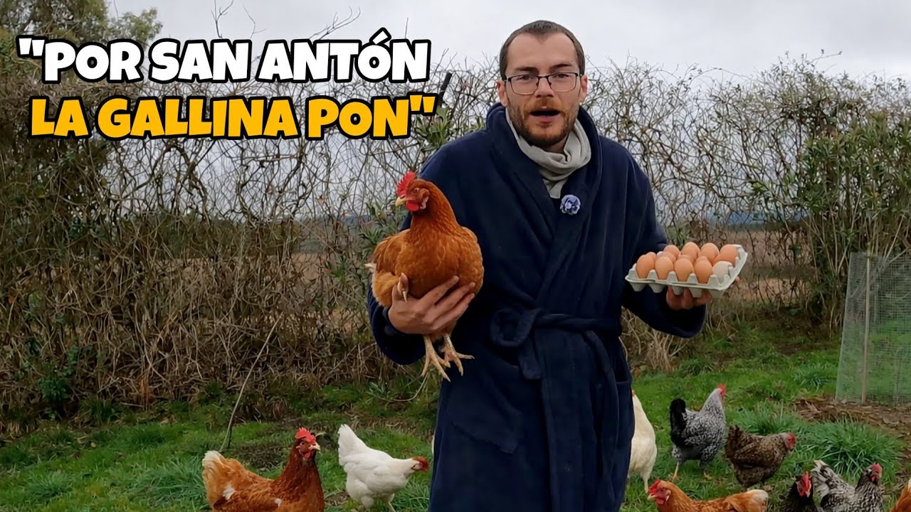 Evita que tus gallinas dejen de poner huevos en Otoño e Invierno, ¡Mejora su producción!