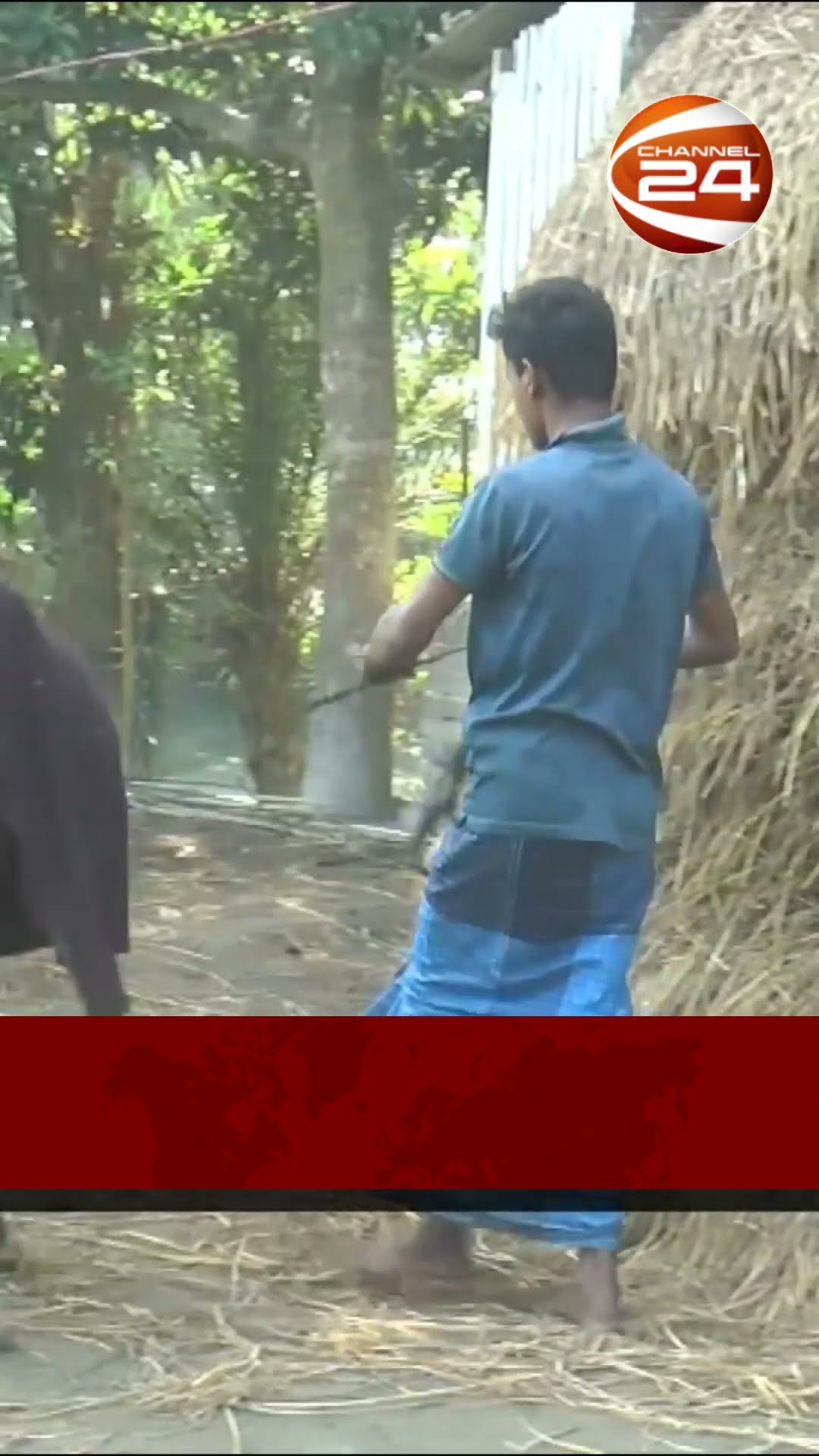 'টাকা ছাড়া সেবা দেয় না সরকারি প্রাণী চিকিৎসকরা' #channel24 #news #channel24_news