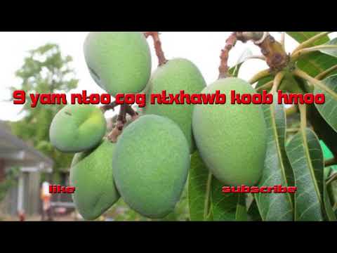 Video: Tej Khoom Ntoo Hauv Tsev