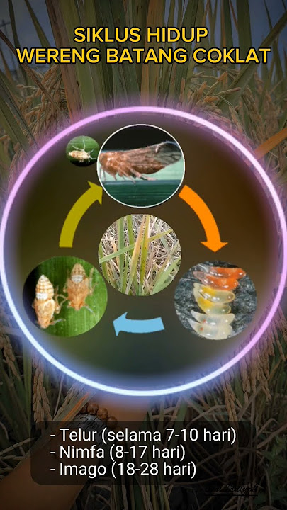 Pencegahan dan Pengendalian Wereng Batang Coklat #shorts #pertanian #wereng #penyuluhpertanian