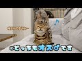ルトのマウンティングルーティン