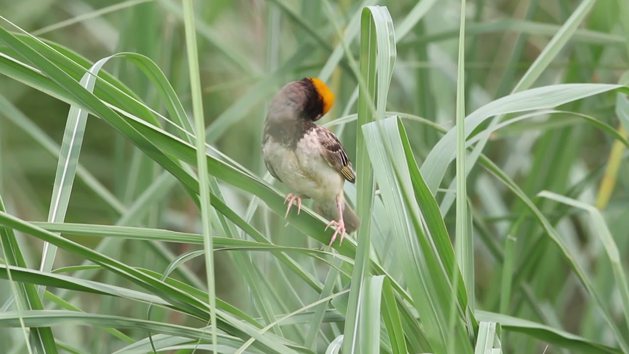 Black-Breasted Weaver (FE2G6113) 